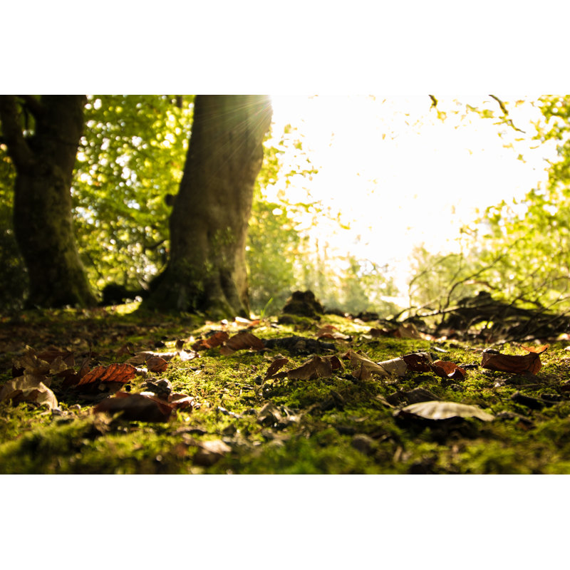 Woodland Forest by Ryland Painter - Wrapped Canvas Print, 30cm H x 46cm W