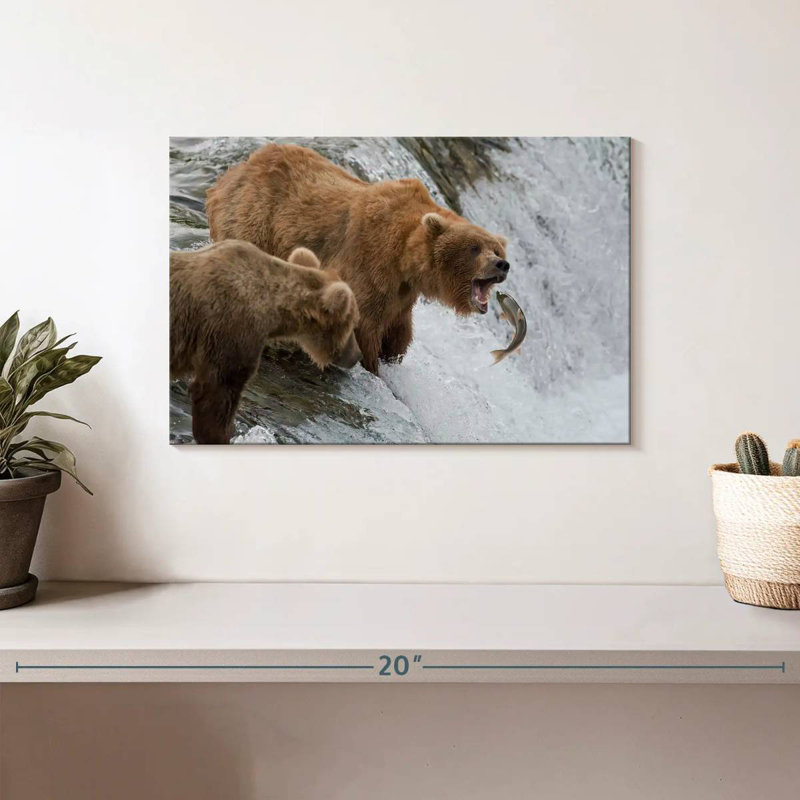 Ours bruns grizzlis chassant des poissons, H 8 po x l 12 po