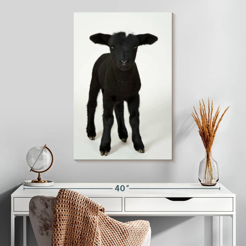 Mouton noir, H 30 po x l 20 po