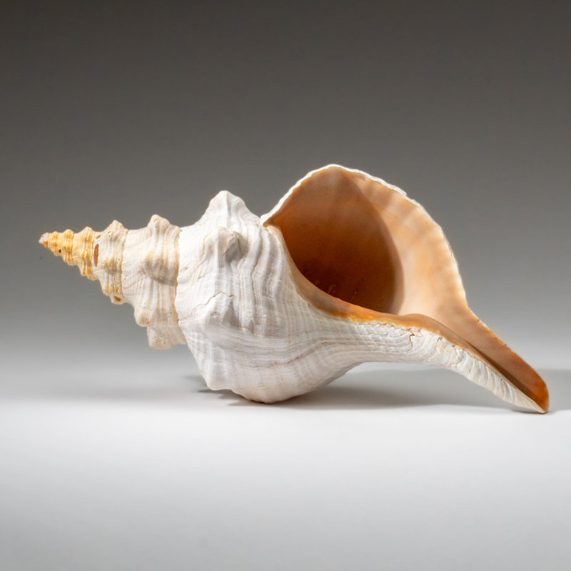 Genuine Horse Conch Shell (2 Lbs)