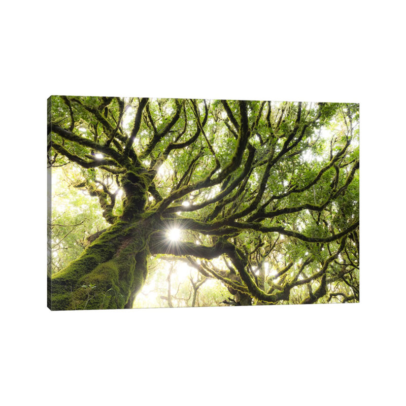 Forest Star by Stefan Hefele - Wrapped Canvas Print, 101.6 cm H x 66.04 cm W x 1.91 cm D
