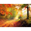 Autumn Forest Edge II Print by Denise Dundon-64401814