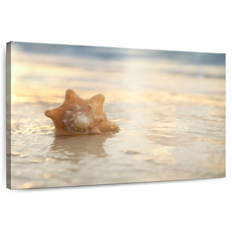 Coquillage Aletra Sunrise, H 16 po x l 24 po