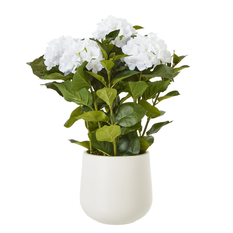 Hydrangea Arrangement in Pot, 64cm H x 50cm W x 50cm D