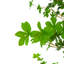 Enkianthus artificiel avec pot