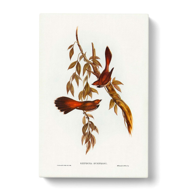 Rufous-Fronted Fantail Birds by Elizabeth Gould - Wrapped Canvas, 50cm H x 35cm W x 3cm D