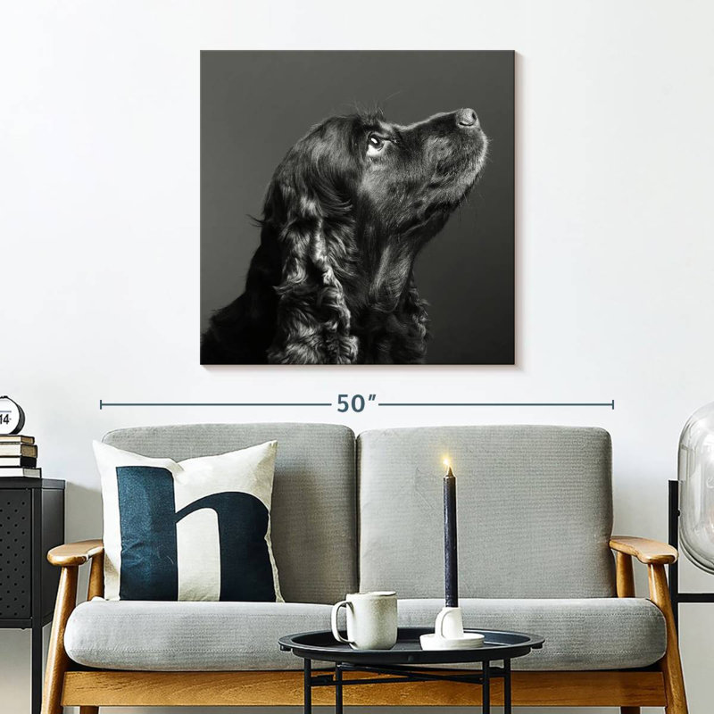 Brampt chien noir brillant