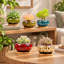 Ensemble de 5 pots à succulentes en céramique aux couleurs vives avec soucoupes intégrées