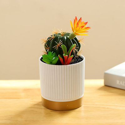 Nouvelle décoration de cactus tropical Bonsai