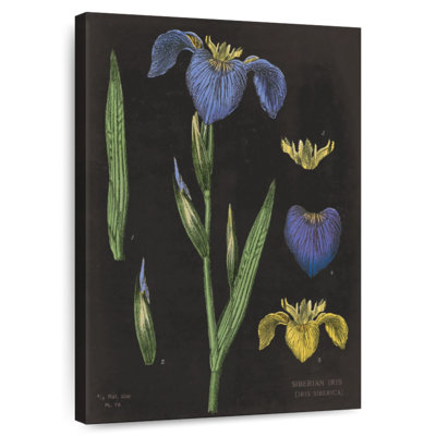 Iris Chart