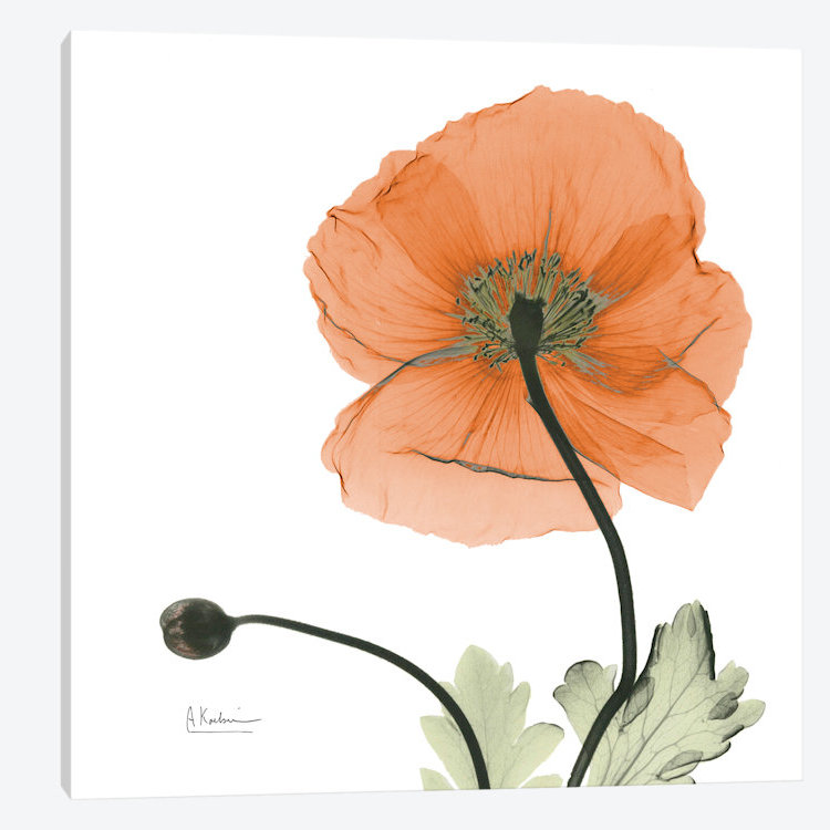 «Islande coquelicot», impression sur toile, H 26 po x l 26 po x P 1,5 po, Toile tendue, Pas de tapis