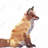 Red Fox - Office Animals Framed Canvas for Home Decor