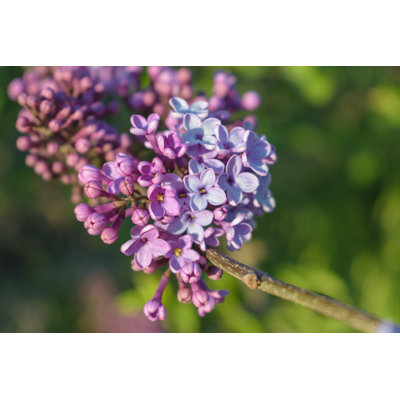 «Syringa Vulgaris», photographie sur toile tendue