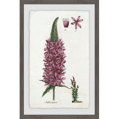 Lupins In Mauve - Single Picture Frame Print