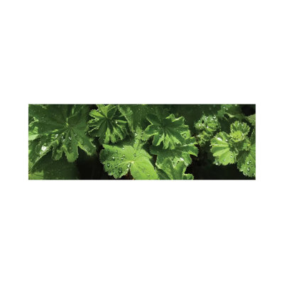 Close-up Of Raindrops On Leaves II - Wrapped Canvas Panoramic Print