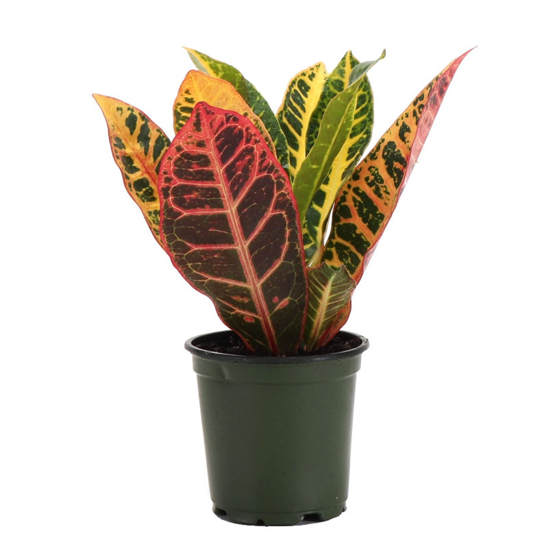 Live Petra Croton Plant, 6" H x 4" W x 4" D