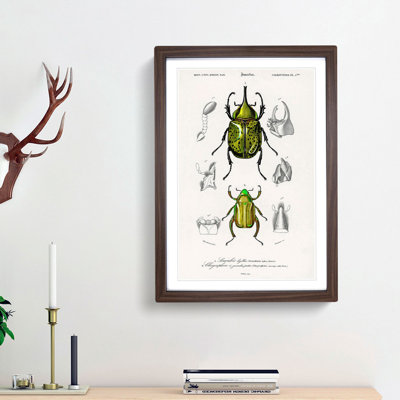 Beetle Illustrations PL.5 by Charles D'Orbigny Framed Print