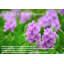 Napperon Water Hyacinth