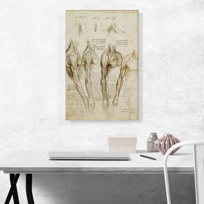 " Studies Of The Human Body Muscles Of The Shoulder, Arm, And Neck " by Leonardo Da Vinci Painting Print