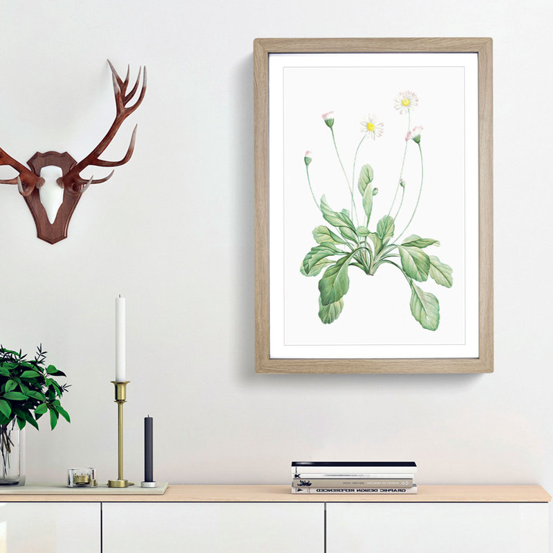 Daisy Flowers by Pierre-Joseph Redoute - Picture Frame Painting Print, 36cm H x 27cm W x 2cm D, Oak Framed