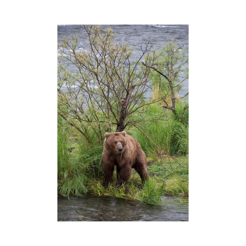 Grizzly Bear Male Scent Marking On Rubbing Tree, Katmai National Park, Alaska by Matthias Breiter - Wrapped Canvas Print