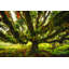 Pieuvre par Martin Podt - reproduction-548637534-584649463