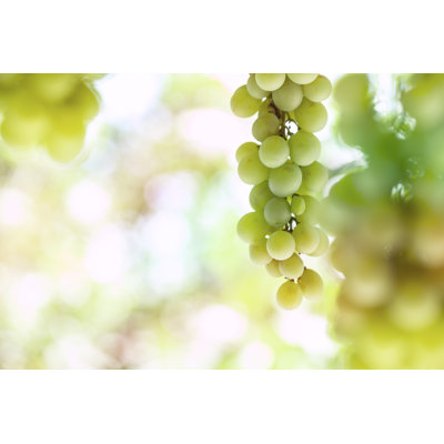 White Grape by Drbouz