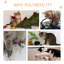 Habitation pour chat 16 po