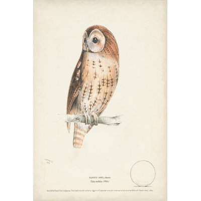 Tawny Owl - peinture sur toile tendue
