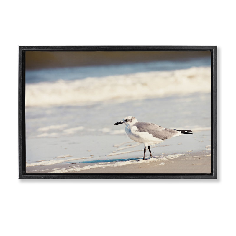 «Seagull Stepping on Shore» par Susan Bryant, Cadre flottant noir de jais, H 17 po x l 25 po