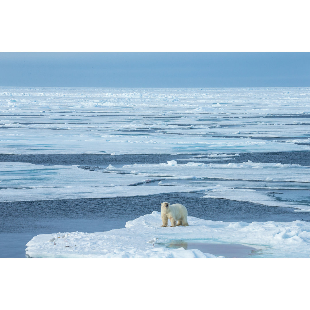 Eisbär auf dem Eis stehend