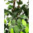 Hand-Made Primrue Giant 6.5'' Artificial Ficus Tree