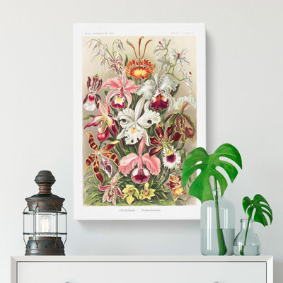Orchids by Ernst Haeckel - Wrapped Canvas