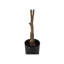 Plante artificielle-1453169157-1453169179