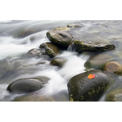 Fall Stream - Wrapped Canvas Print