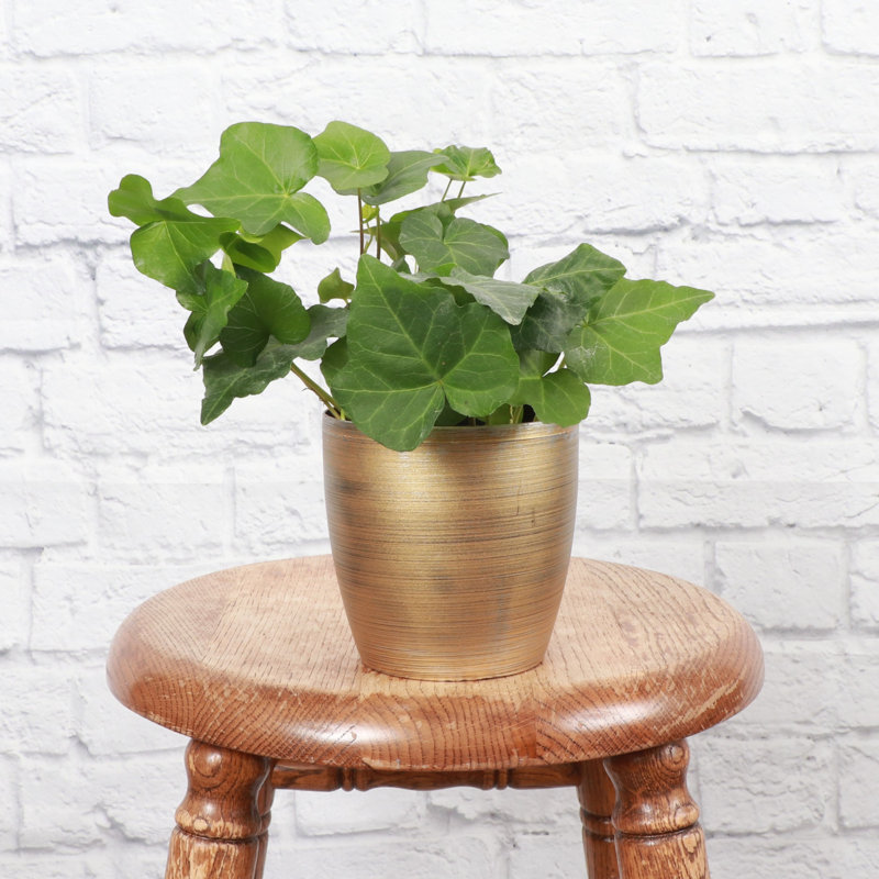 Live Green Ivy Plant in Classic Pot