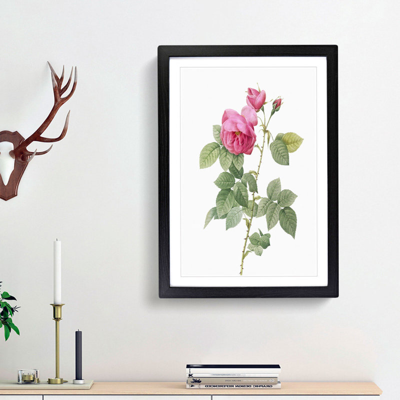 Bourbon Rose in Pink by Pierre-Joseph Redoute - Picture Frame Graphic Art Print, 36cm H x 27cm W x 2cm D, Black Framed