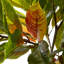 Croton artificiel en pot