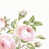 Blush selected