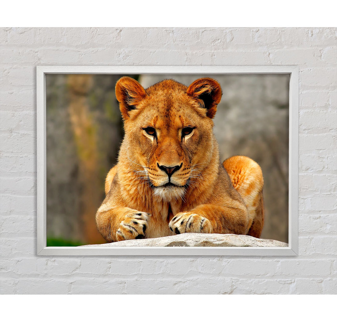 Lioness Watch - Einzelner Bilderrahmen Kunstdrucke auf Leinwand