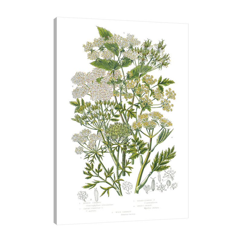 «Flowering Plants III» par Wild Apple Portfolio - impression sur toile tendue, H 48 po x l 32 po x P 1,5 po