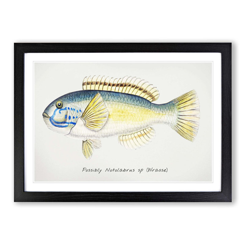 An Illustration Of A Wrasse Fish by F.E. Clarke - Single Picture Frame Painting, Black Framed, 45cm H x 63cm W x 2cm D