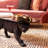 Glass Top Coffee Table-88291191