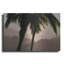 «Misty Palms I» par Dennis Frates-88505120
