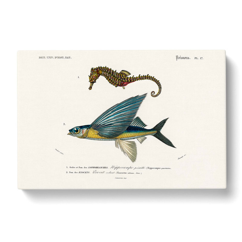 Seahorse And Flying Fish by Charles D Orbigny - Wrapped Canvas, 40cm H x 60cm W 