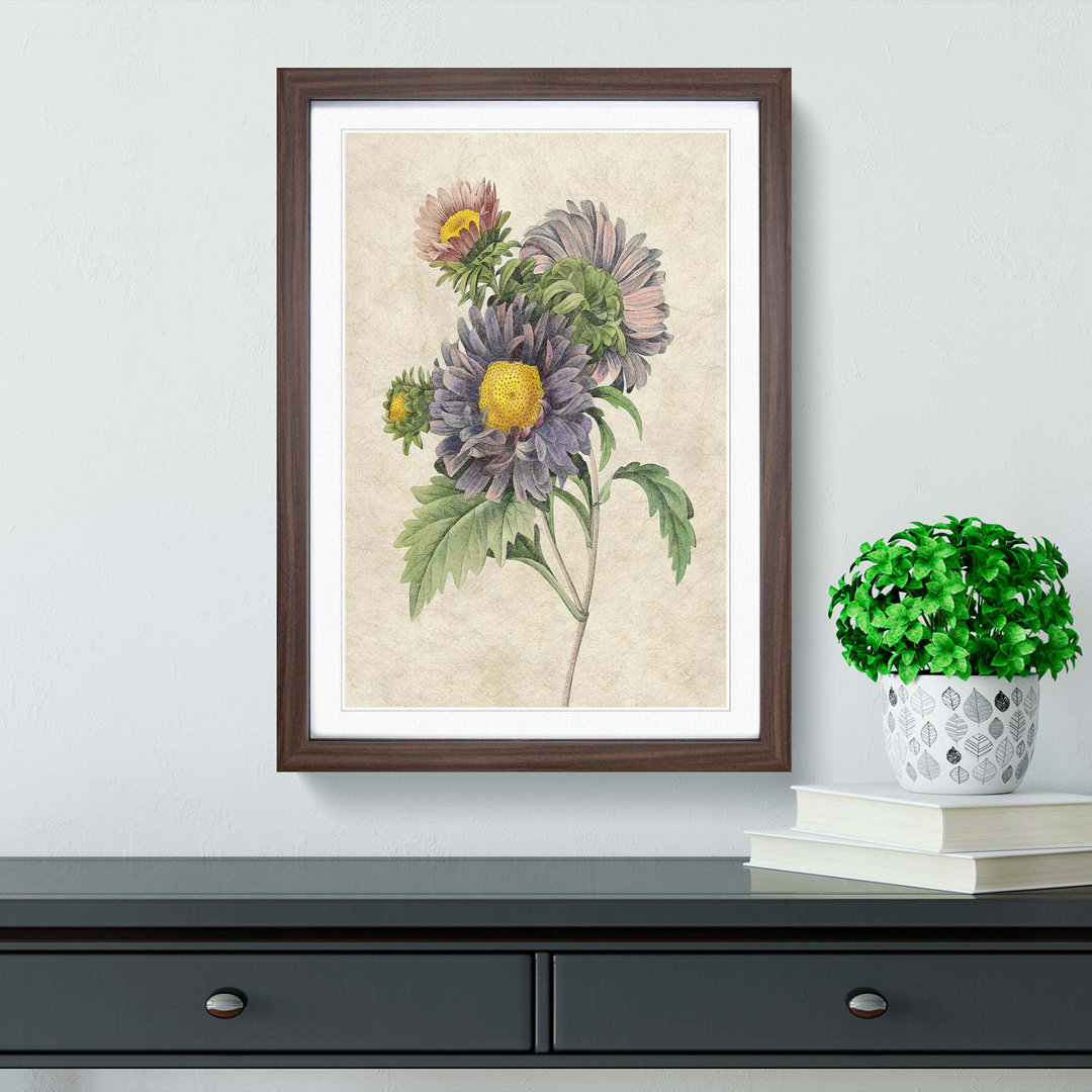 China Aster Flowers by Pierre-Joseph Redoute - Framed Print
