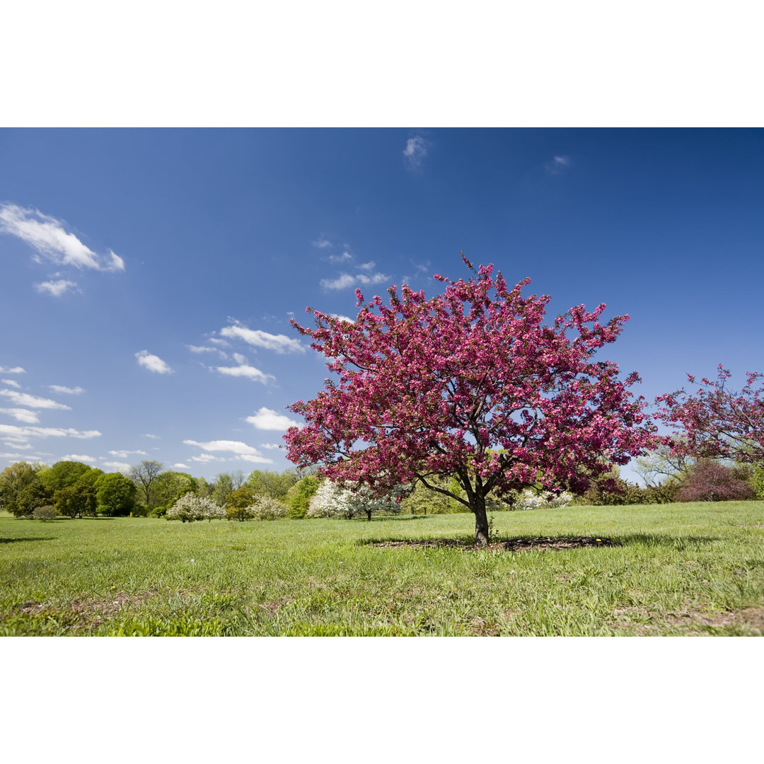 Blühender rosa Baum von Stevegeer - Druck