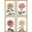 Chrysanthème S / 4