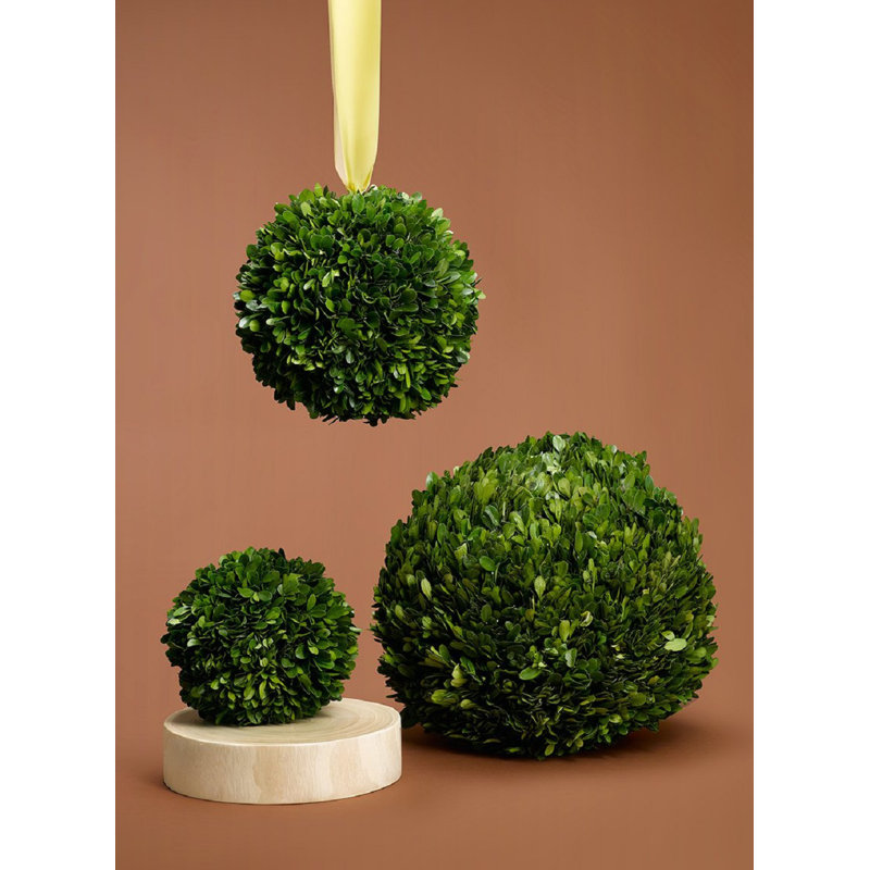 Boxwood Topiary