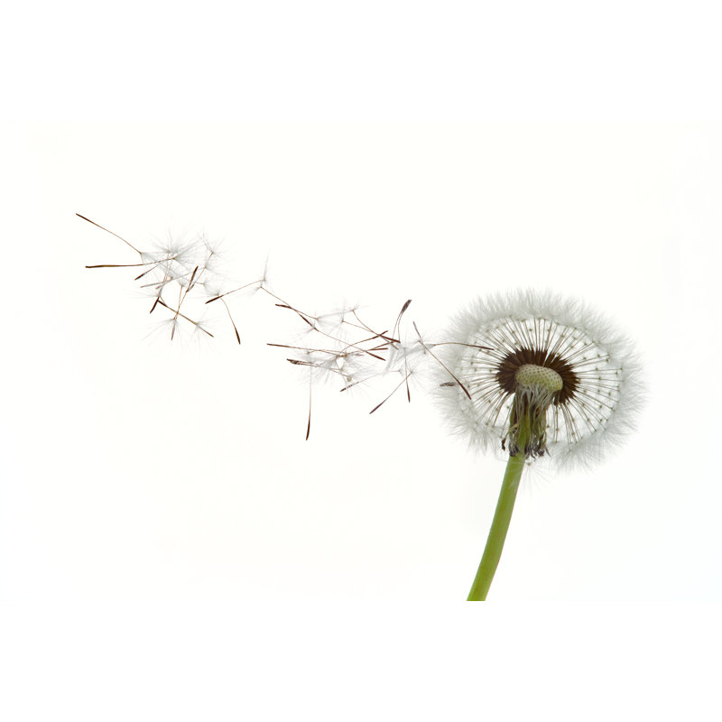 Dandelion seeds 94259949, 20cm H x 30cm W